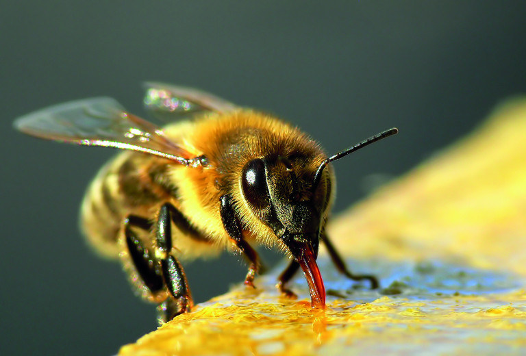 Največji mednarodni dogodek za obeležitev svetovnega dne čebel letos v Sloveniji